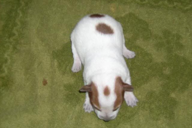 pup6.jpg