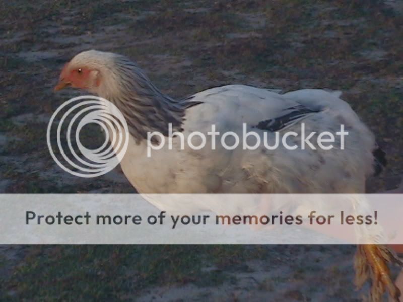 chicken015.jpg