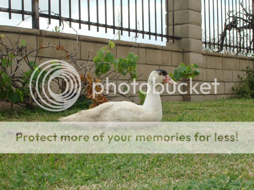 DSC04907.jpg