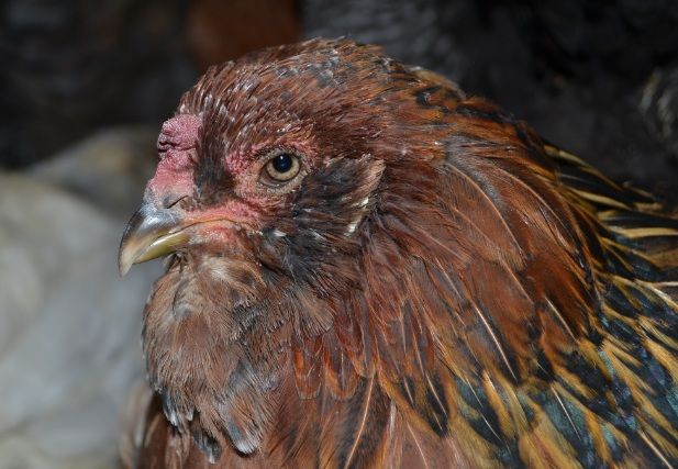 chickienotamused.jpg