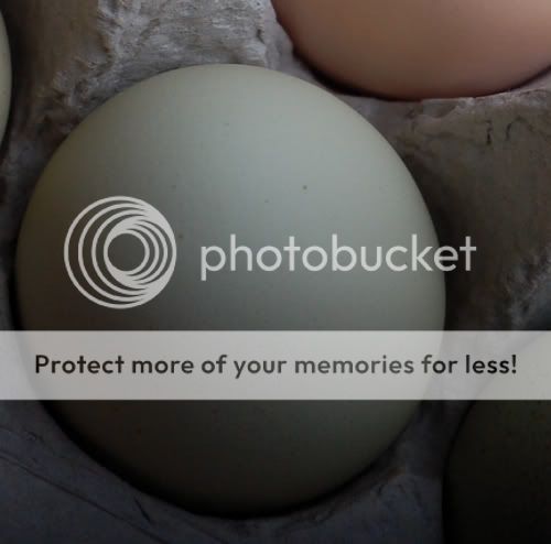 eggs-3.jpg