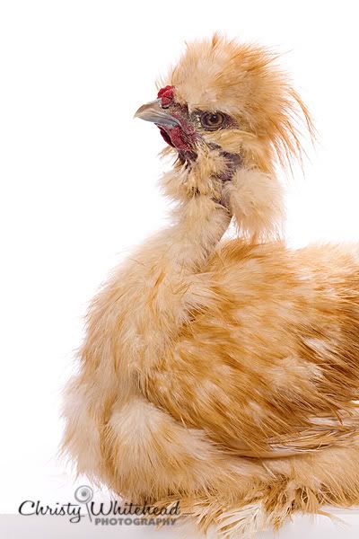 Nov309ChickensRicky5230LRCW.jpg