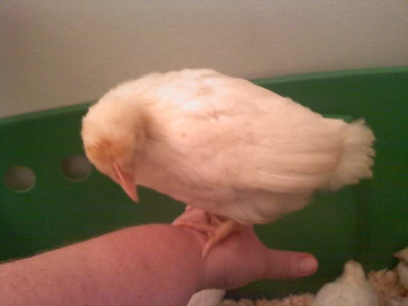 lilly2.jpg