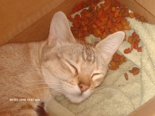 beaniekittens005.jpg