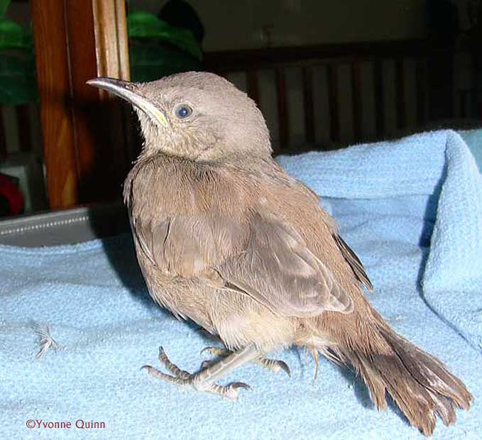 thrasher0903-CurvedBillThrasher.jpg