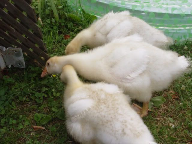 DSC01082.jpg