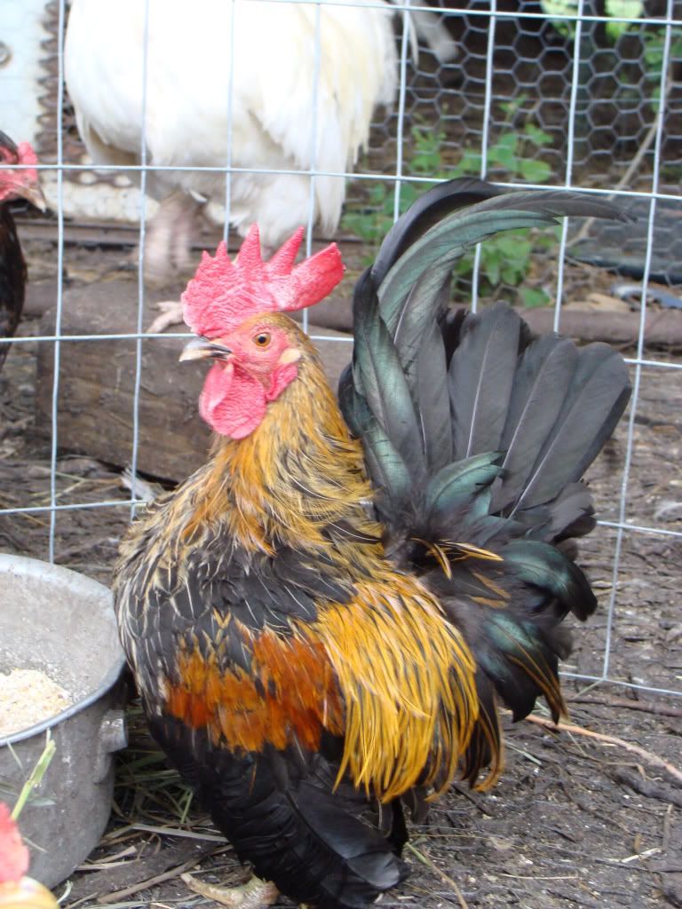 ChickPicks2275.jpg