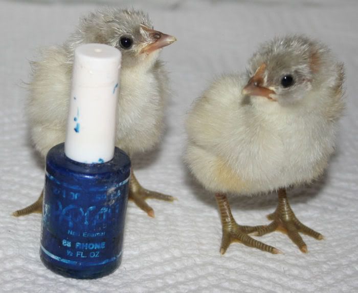 babies4.jpg