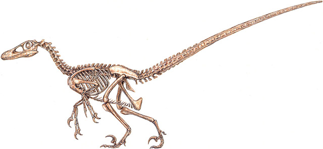 velociraptor2_skrep.jpg