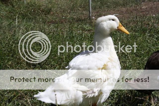 ducks019-1.jpg