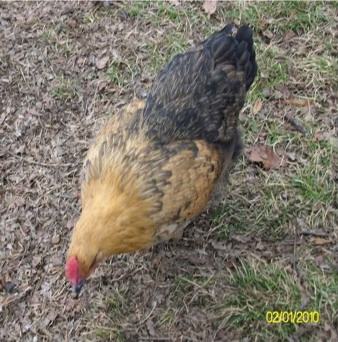 critters019.jpg