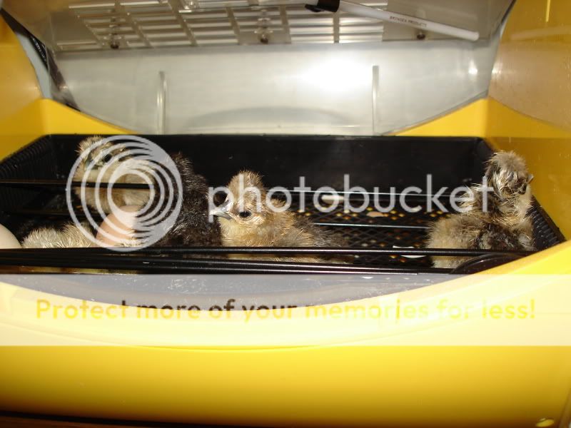 chickhatched005.jpg