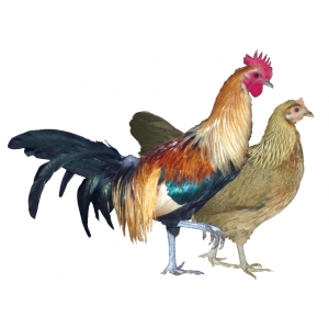 goldenphoenix.gif