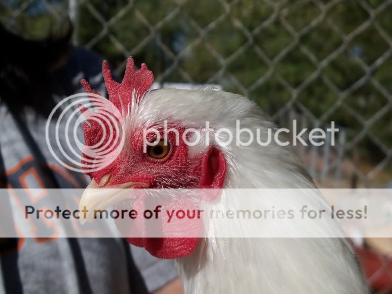 barnyard032.jpg