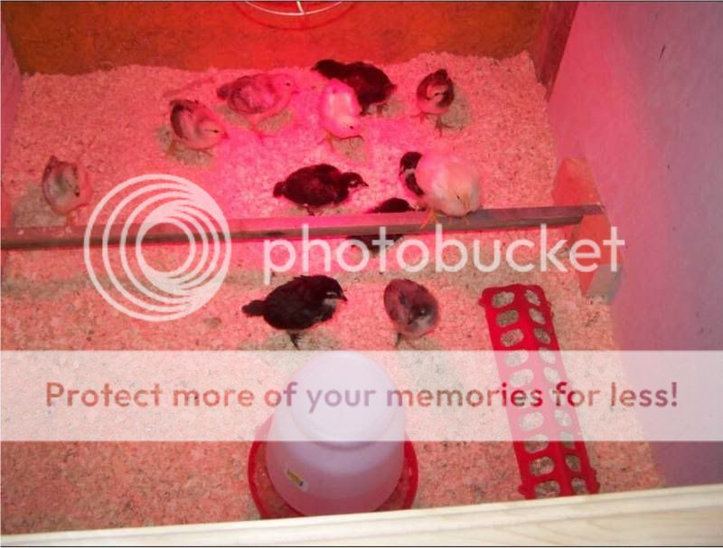 brooder2.jpg