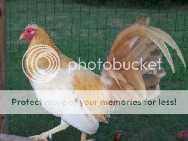 chicken066.jpg