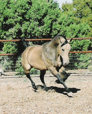 buckskin.gif