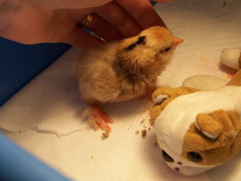 ourfirstbaby12hr.jpg