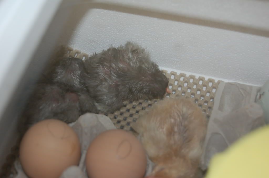 chicks011.jpg