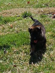 pup9.jpg