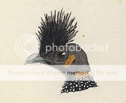 guttera_plumifera.jpg