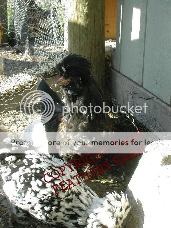 DSCN4487.jpg