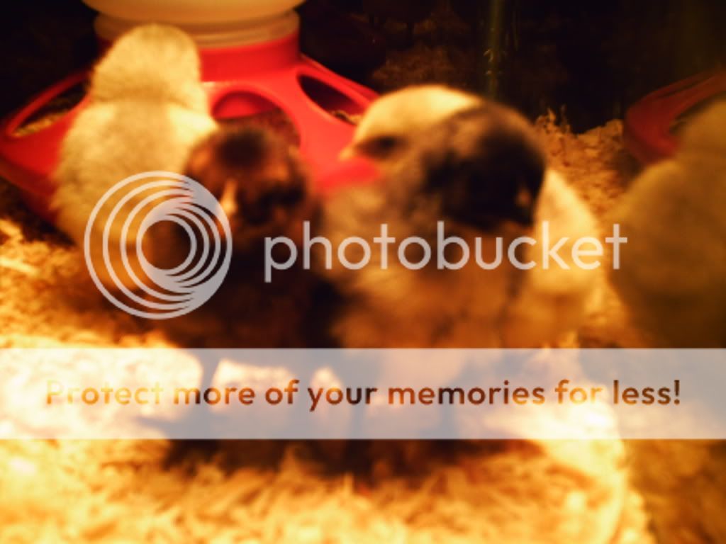PHTO0011.jpg