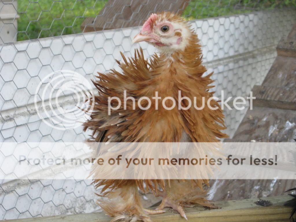 redfrizzle.jpg
