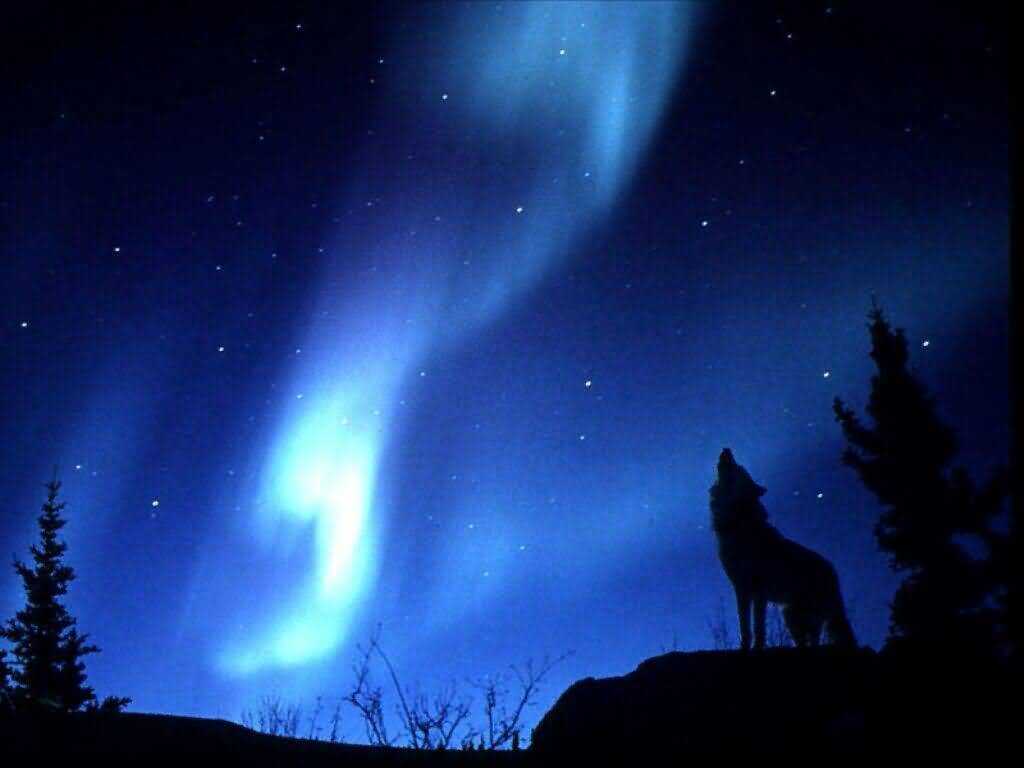 wolfhowl.jpg