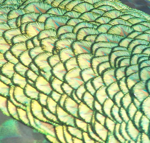 4120145573_2948214510.jpg