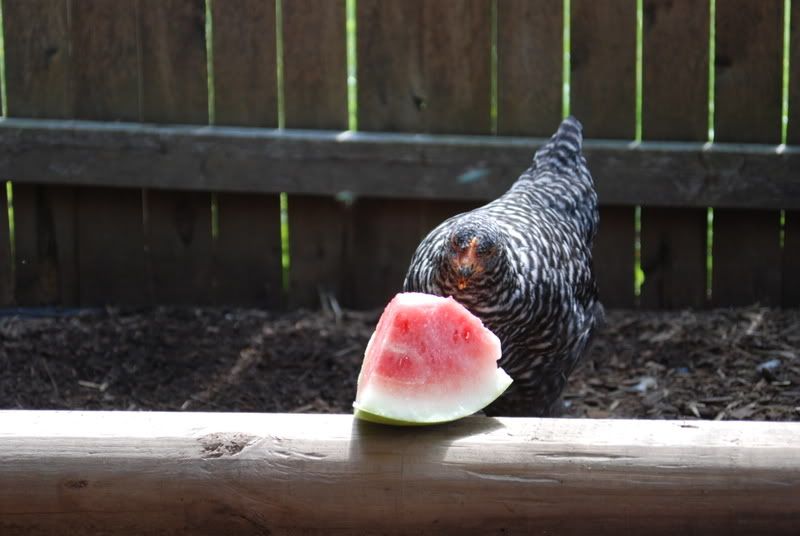 watermelonday011.jpg