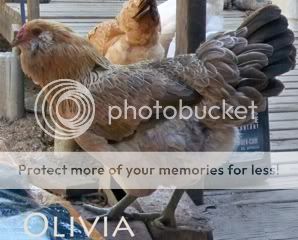 file-36.jpg