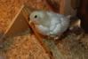 2weeksold003.jpg
