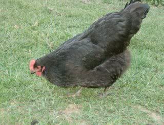 HPIM0233.jpg