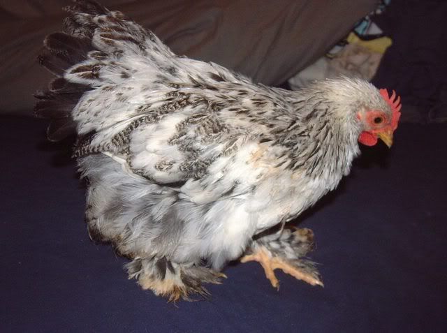 SilverPartridge007.jpg