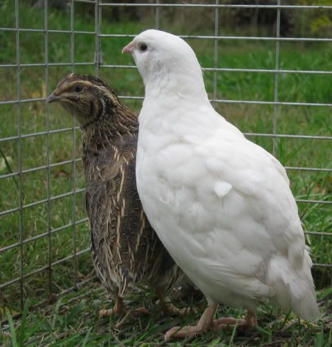 NewQuails3.jpg