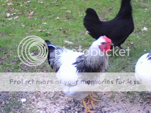 1020081711-1.jpg