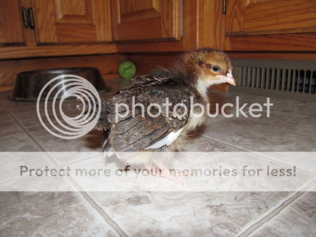 Chicken042.jpg