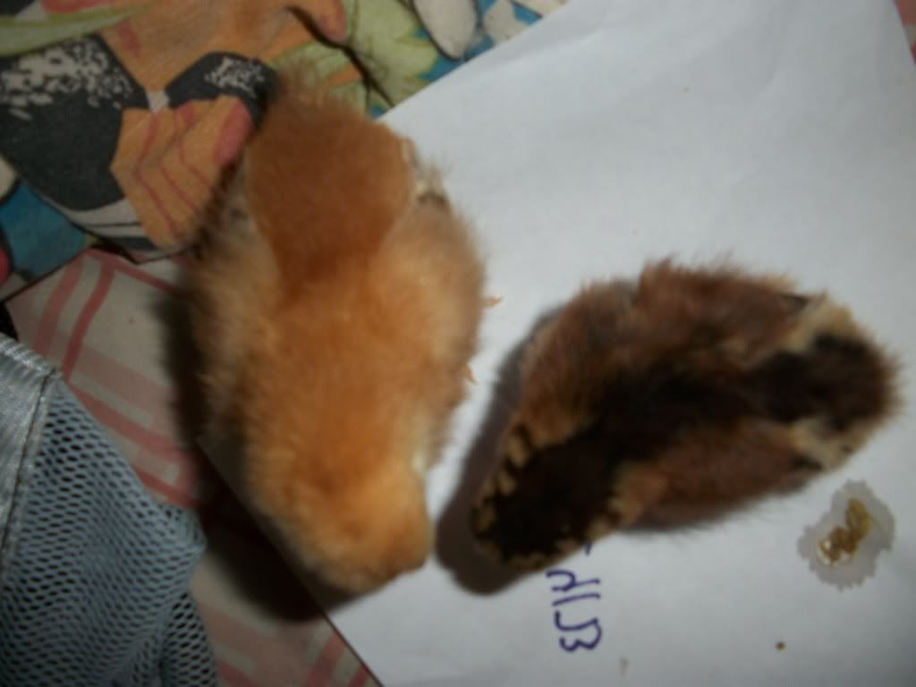 100_4175.jpg