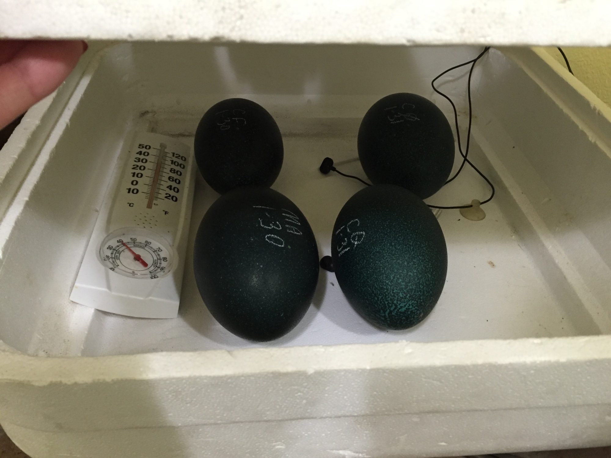 900x900px-LL-3724396f_image.jpeg