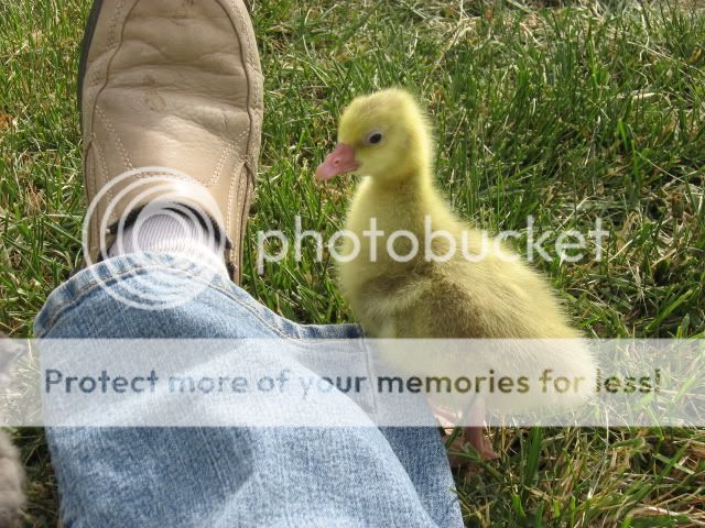 chickfieldtrip016.jpg