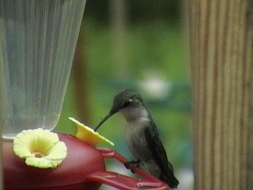 HUMMMINGBIRDS_006.jpg