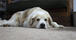 tumblr_ltbv4cTuv61qfjjglo1_250.gif