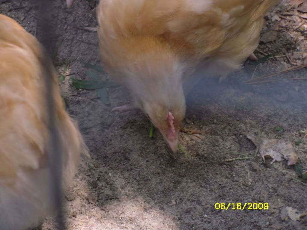 SDC10101.jpg