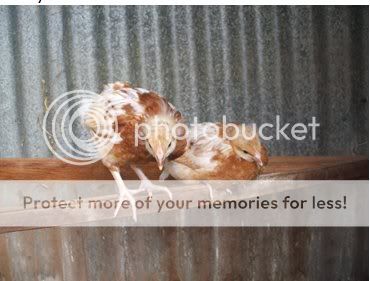 chicksperching.jpg