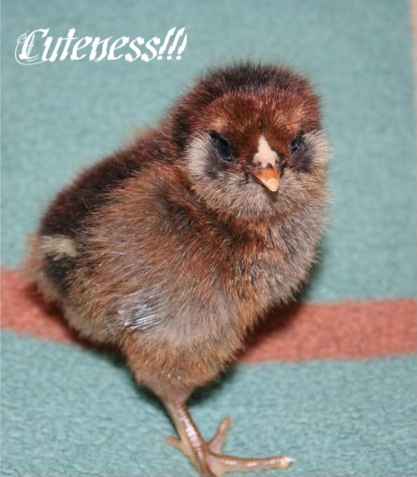 babychicks060.jpg