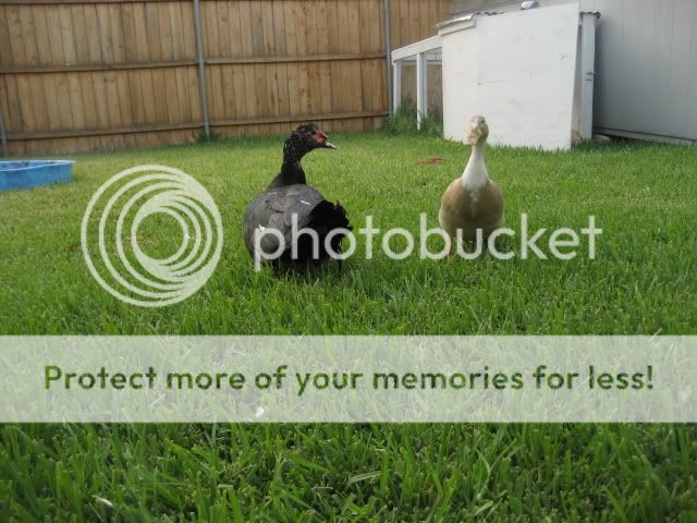 quackiez014.jpg