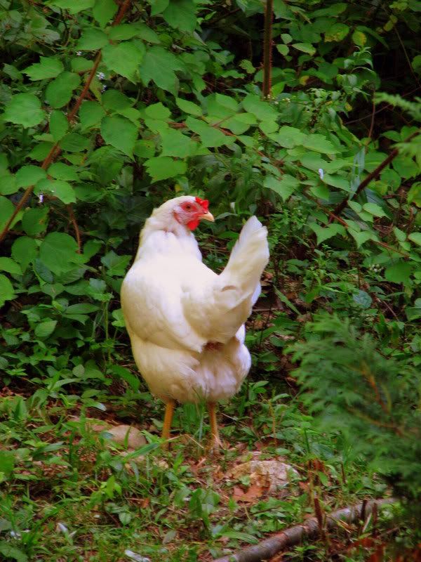 splashandclaw002.jpg