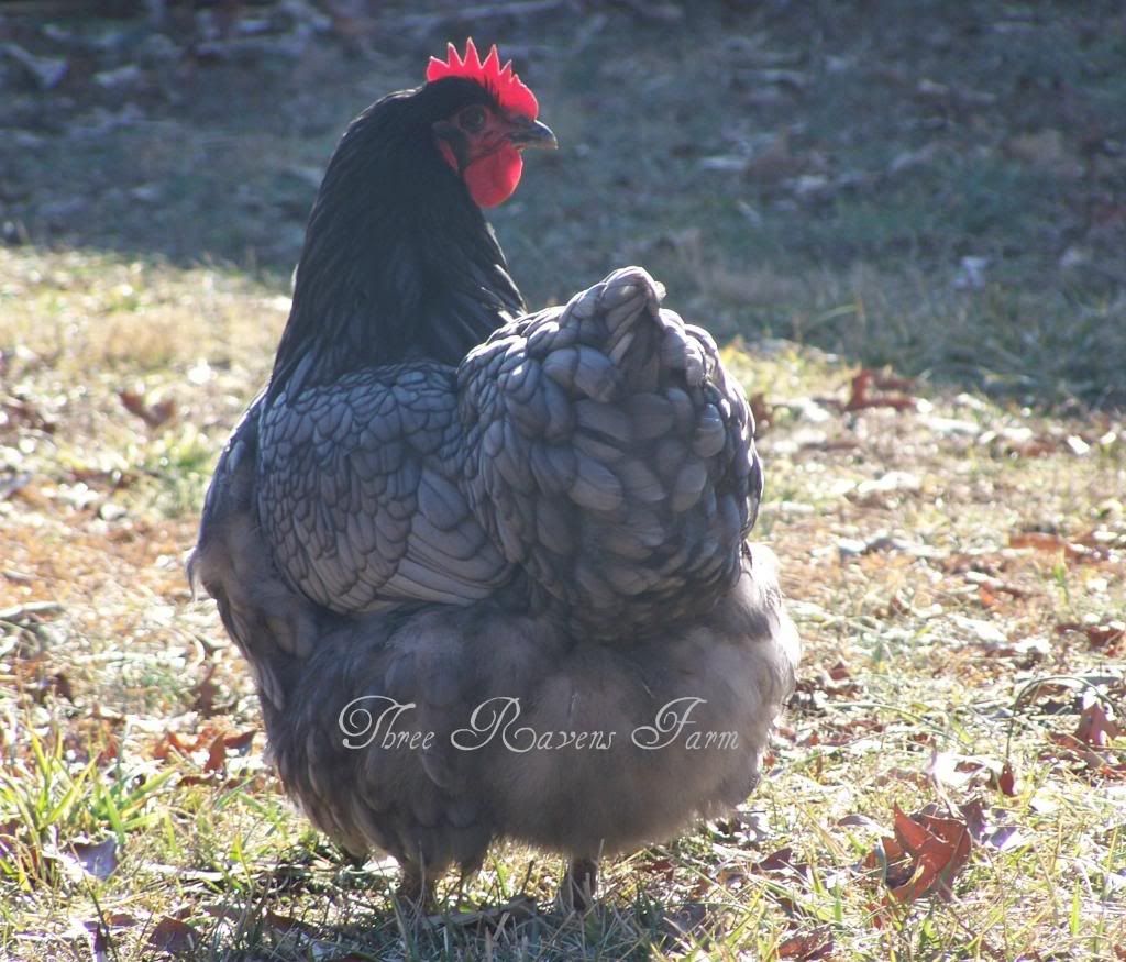 Bluebell01-29-2011.jpg