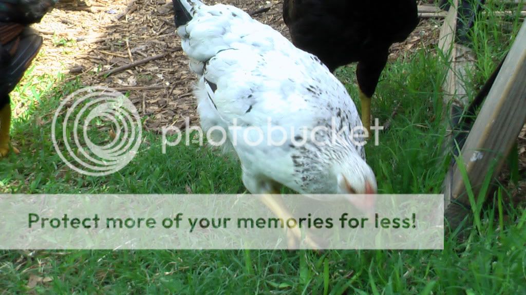 junechicken029.jpg